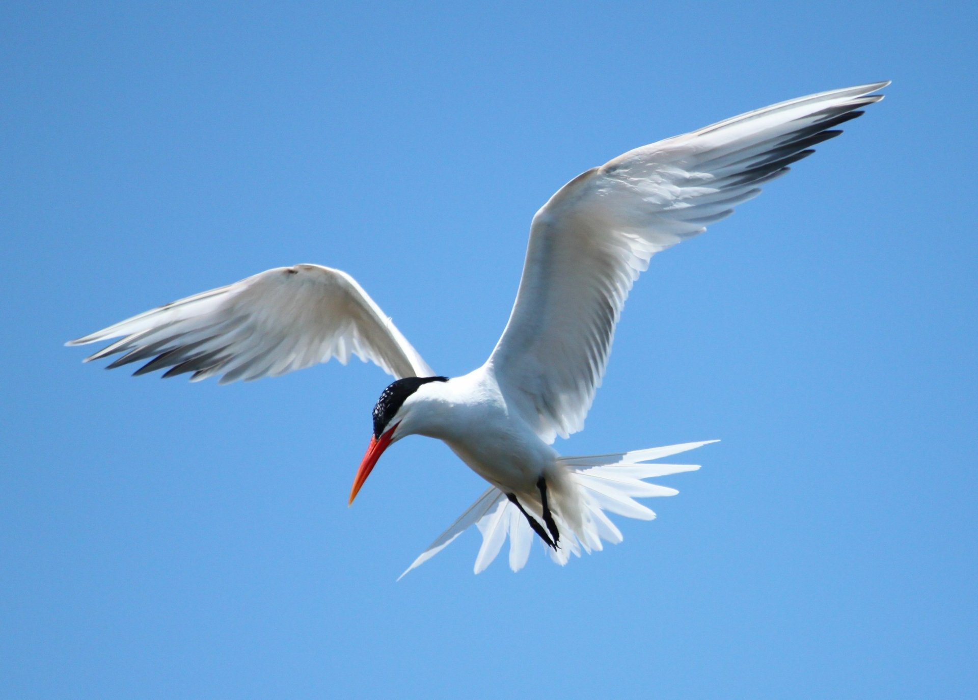Tern bird gliding against a clear blue sky — 2K Quad HD PC desktop wallpaper background.