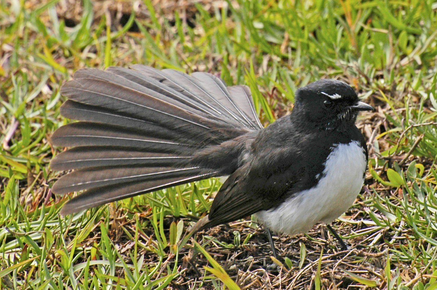 Download Willie-wagtail Bird Animal Wagtail Wallpaper