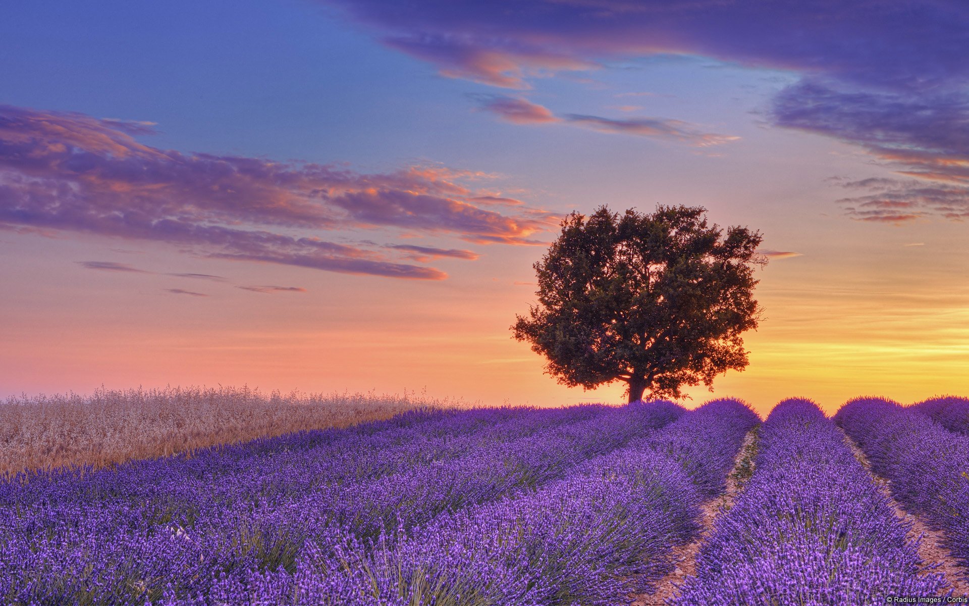 HD PC desktop wallpaper featuring a serene landscape of lavender fields under a colorful sunset sky with a lone tree silhouette.