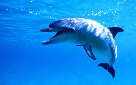 A playful dolphin swims beneath a vibrant blue ocean, creating a stunning HD desktop wallpaper and background that captures the beauty of marine life.