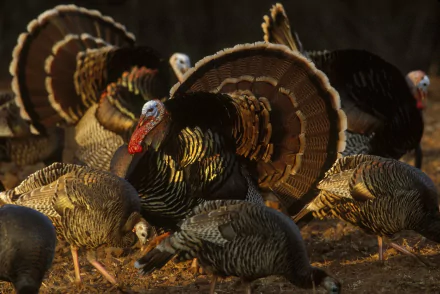 bird Animal turkey (bird) HD Desktop Wallpaper | Background Image