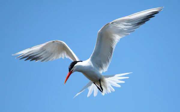 Tern bird gliding against a clear blue sky — 2K Quad HD PC desktop wallpaper background.