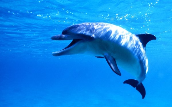 210+ Dolphin HD Wallpapers | Background Images