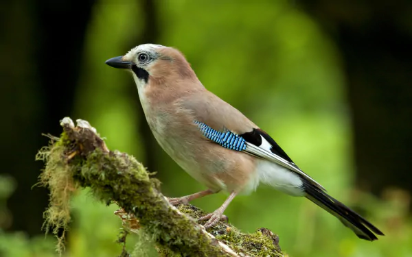 A Eurasian Jay perched on a moss-covered branch, captured in HD with a blurred green forest background, serving as a vibrant PC desktop wallpaper.