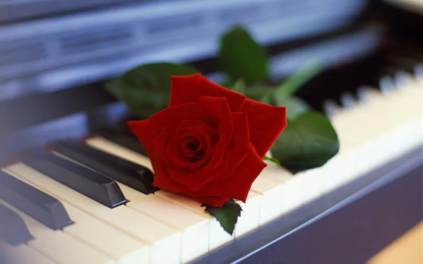 A close-up of a red rose resting on the keys of a piano, creating a harmonious blend of music and nature. This HD image serves as an elegant desktop wallpaper.