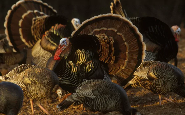 bird Animal turkey (bird) HD Desktop Wallpaper | Background Image