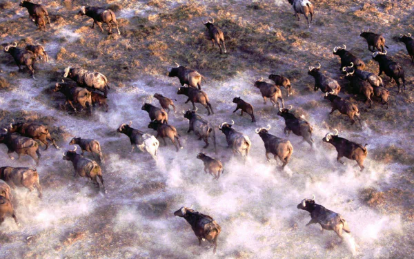 buffalo Animal african buffalo HD Desktop Wallpaper | Background Image