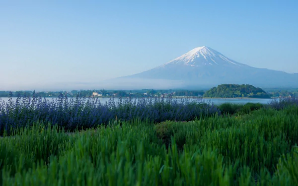 Lavender meadow at Lake Kawaguchi with Mount Fuji's snow-capped peak rising above the lake — serene Japan mountain and volcano HD PC desktop wallpaper.