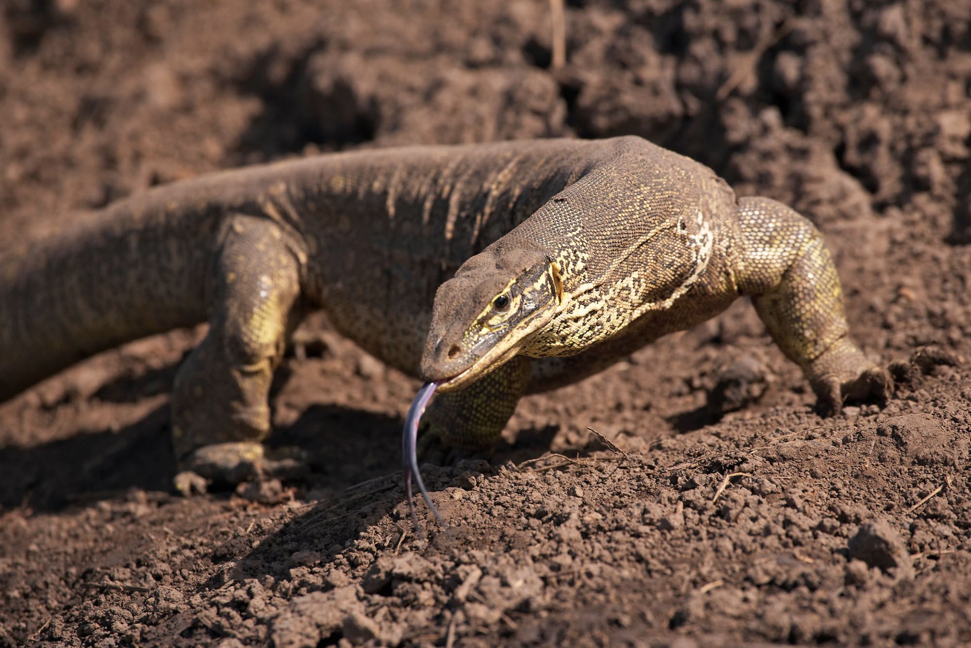 goanna animal adaptations Goanna facts for kids & adults: pictures, in 