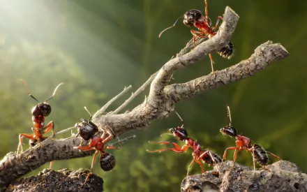 HD PC desktop wallpaper/background: close-up of red-and-black ants climbing a mossy twig, bathed in soft sunbeams with a blurred green bokeh backdrop.