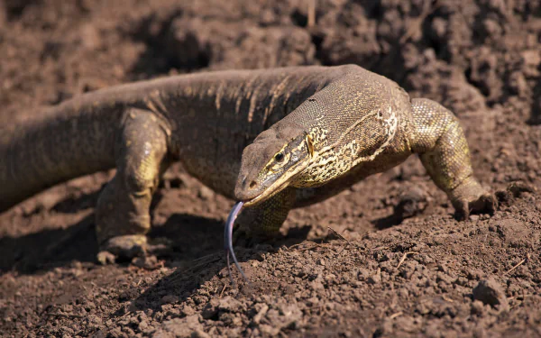 A monitor lizard with its tongue extended stands on dry soil, captured in high-definition detail for an animal-themed PC desktop wallpaper.