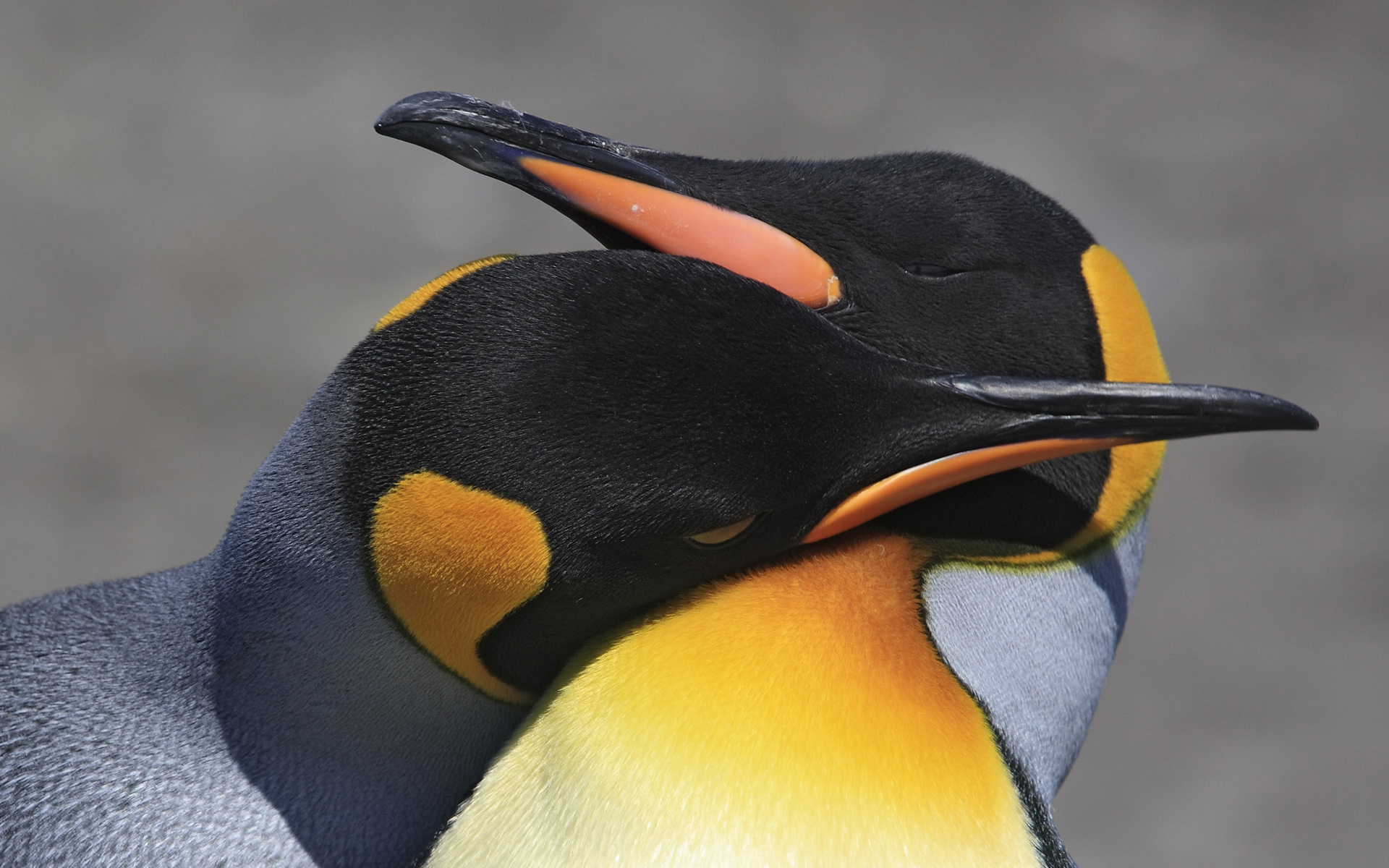 Download Bird Animal Penguin Hd Wallpaper