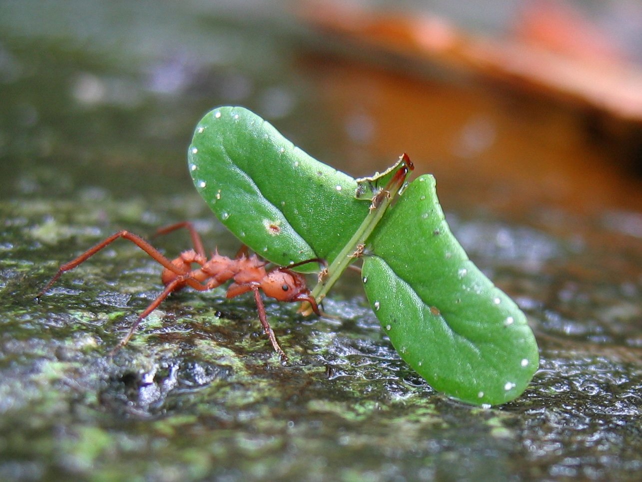 Download Animal Ant Wallpaper