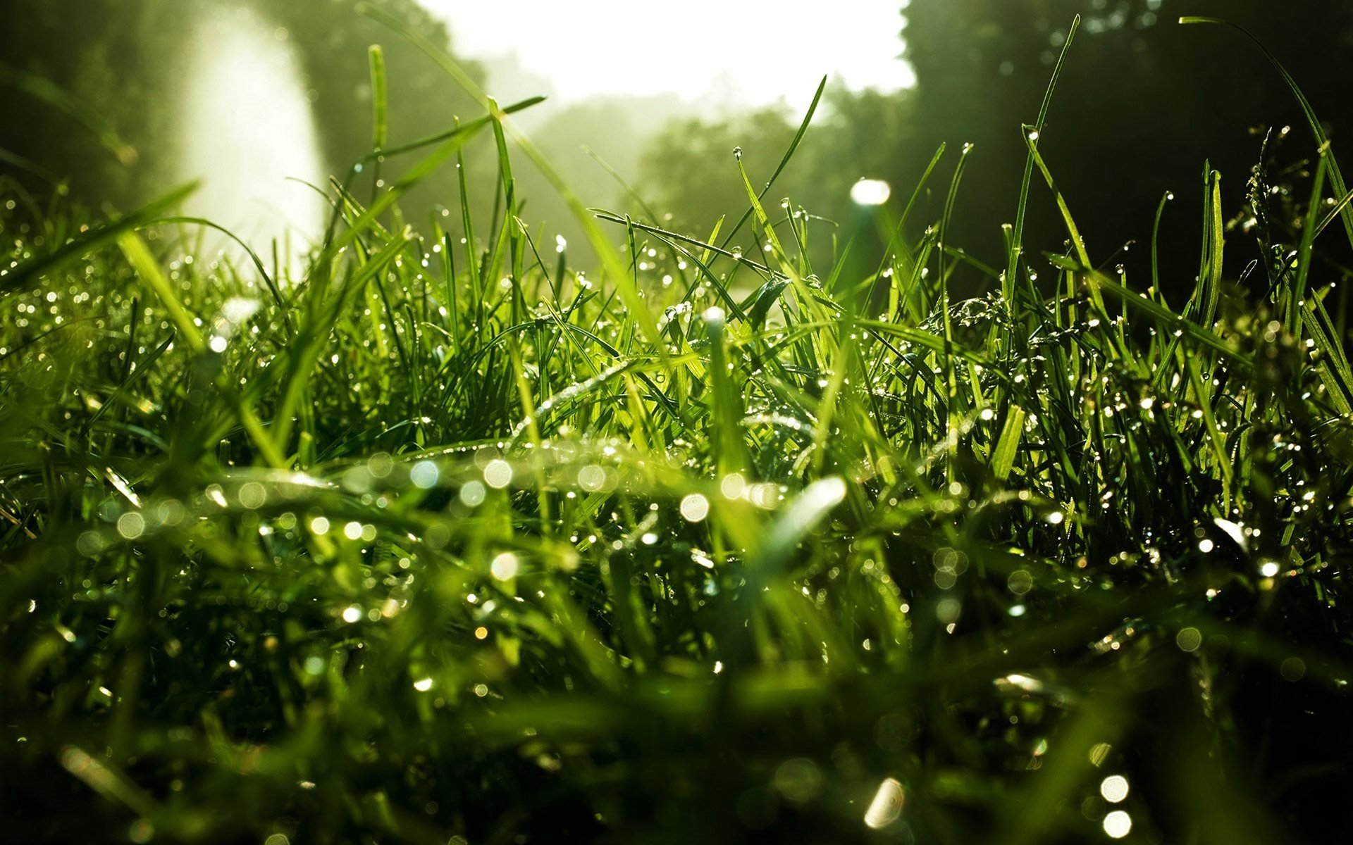 Download Nature Grass HD Wallpaper