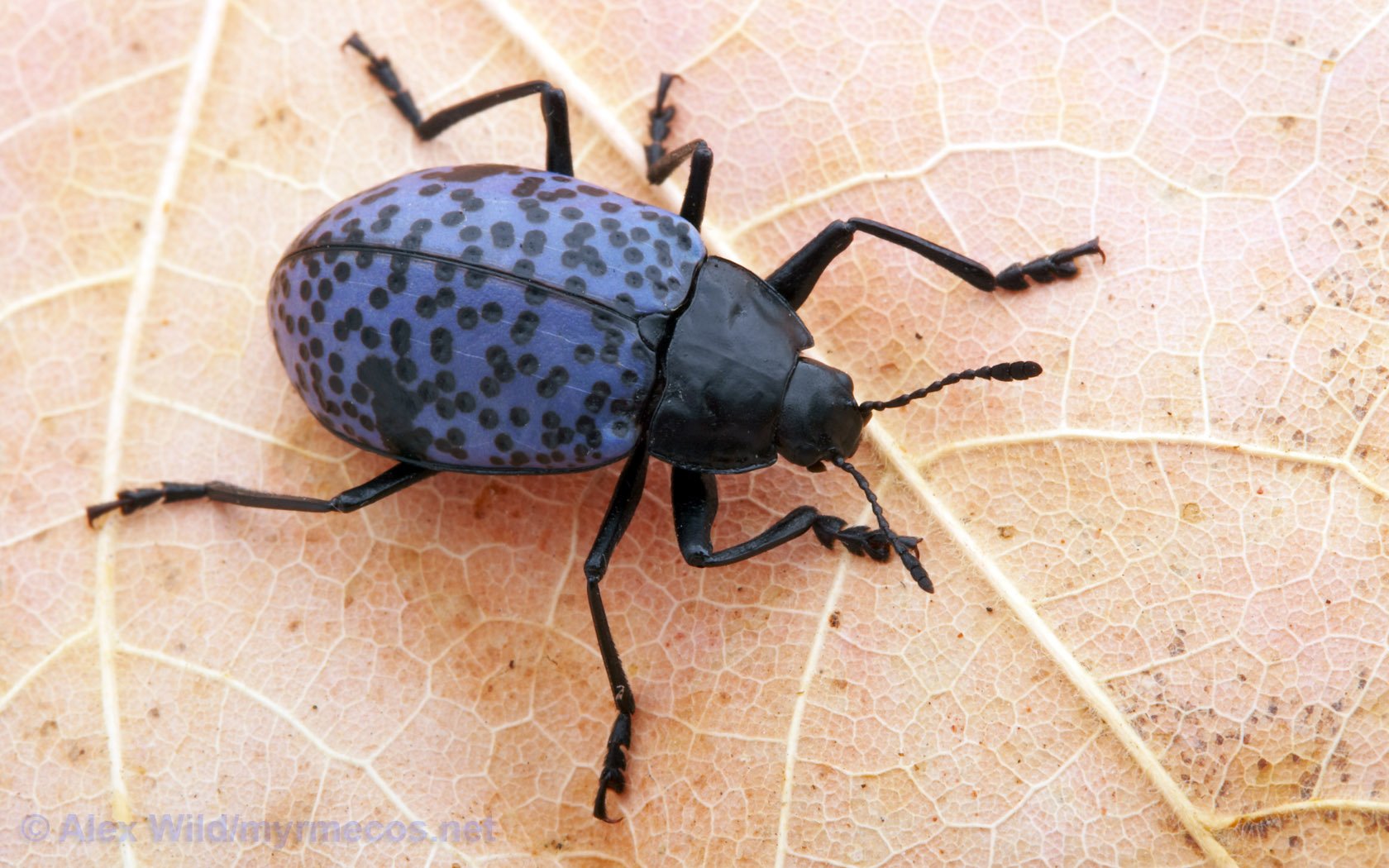 Download Animal Beetle  Wallpaper