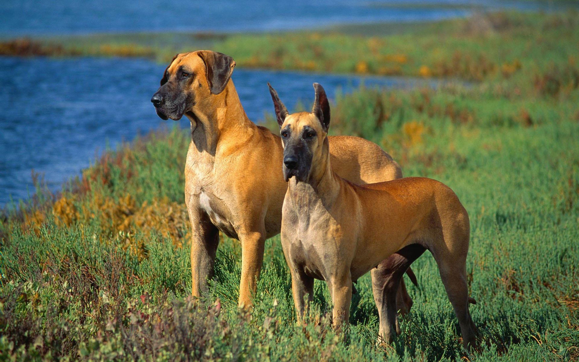 HD PC desktop wallpaper featuring two alert Great Danes standing on grassy terrain near a body of water under a clear blue sky.