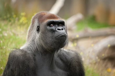 HD PC desktop wallpaper showing a close-up of an adult gorilla (animal) gazing against a soft-focus grassy background.