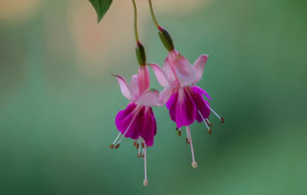 A close-up of fuchsia flowers delicately hanging against a soft green background, creating a serene nature-inspired HD desktop wallpaper.