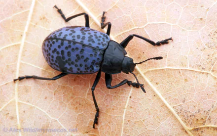 Animal beetle HD Desktop Wallpaper | Background Image
