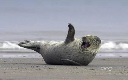 Animal seal HD Desktop Wallpaper | Background Image
