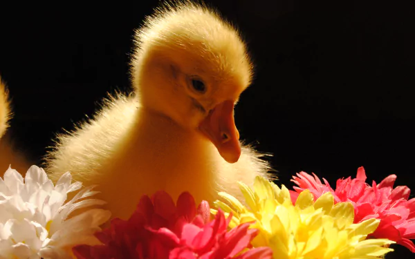 A cute duckling with soft yellow feathers sits among vibrant pink and yellow flowers, creating a charming 4K Ultra HD desktop wallpaper and background.