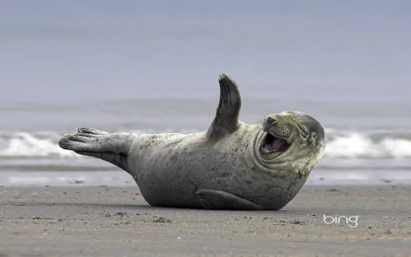 HD desktop wallpaper featuring a playful seal lying on a sandy beach with gentle waves in the background.