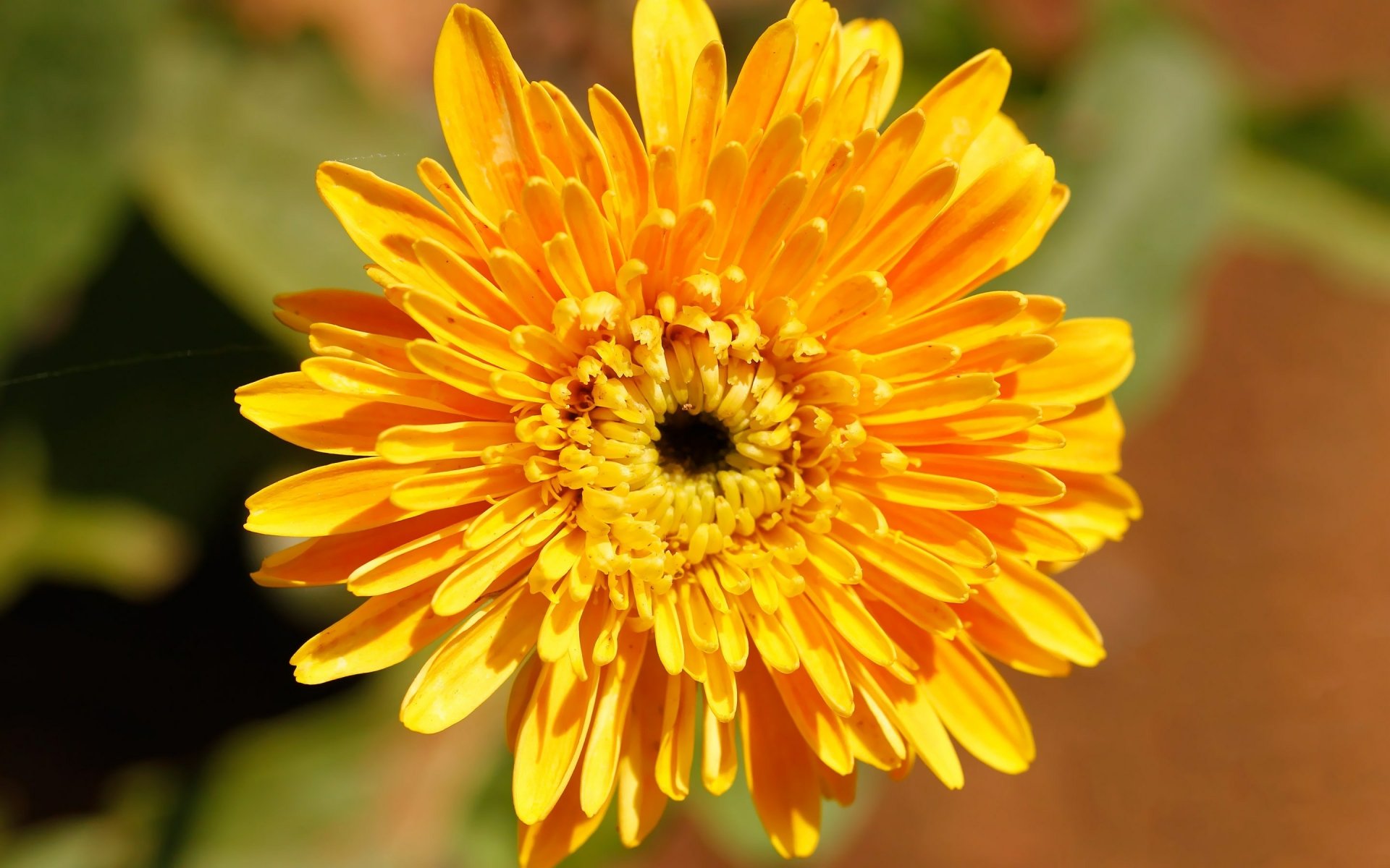 Download Nature Chrysanthemum HD Wallpaper
