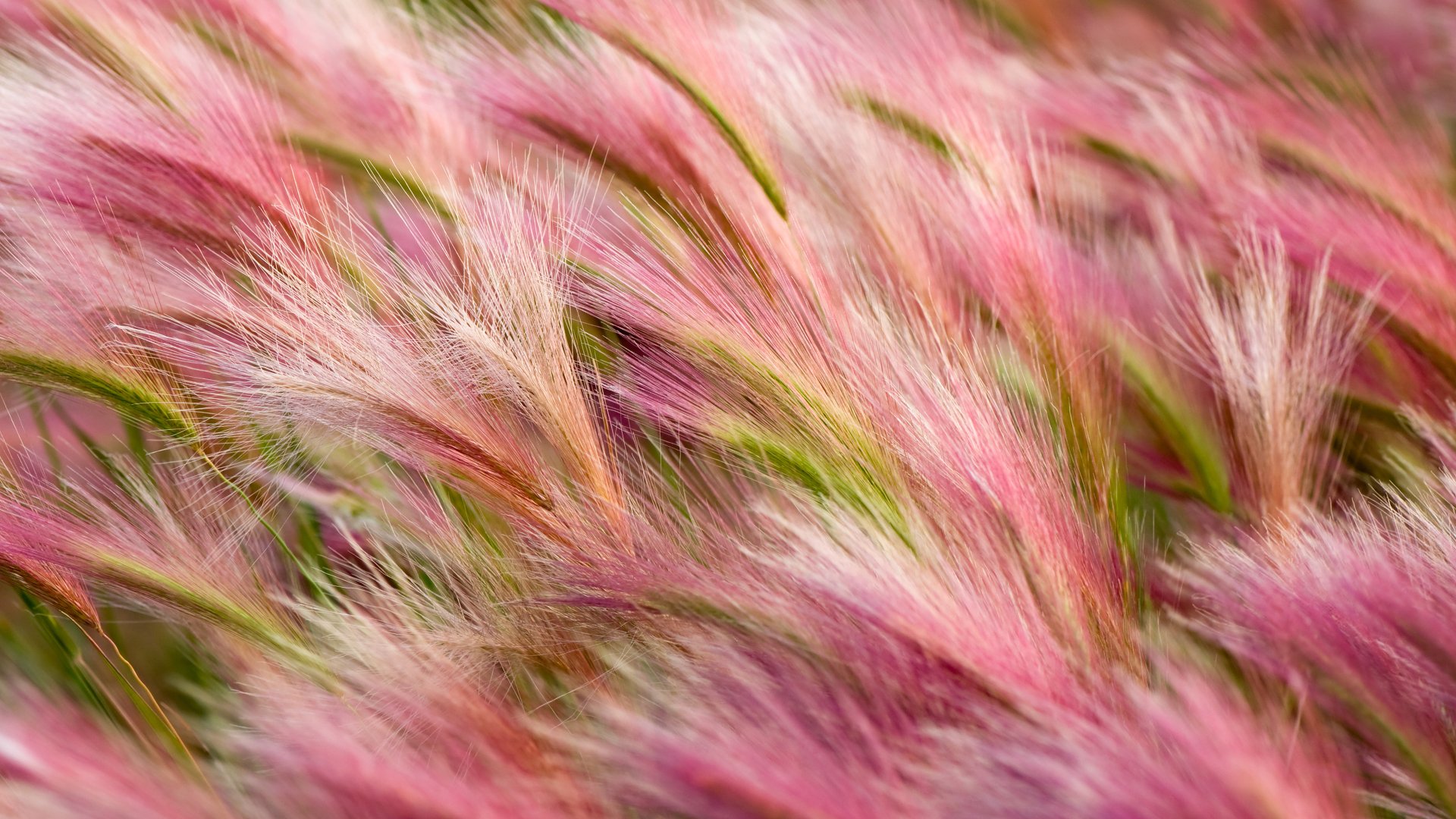 Close-up of soft pink and green feathery plant blades in vibrant 4K Ultra HD detail, captured as a nature-themed PC desktop wallpaper and background.