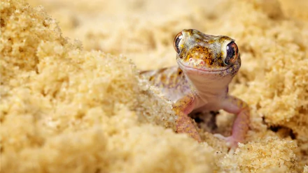 A close-up of a gecko peeking through sandy terrain, showcasing its textured skin and expressive eyes. This HD image serves as an engaging desktop wallpaper and background.