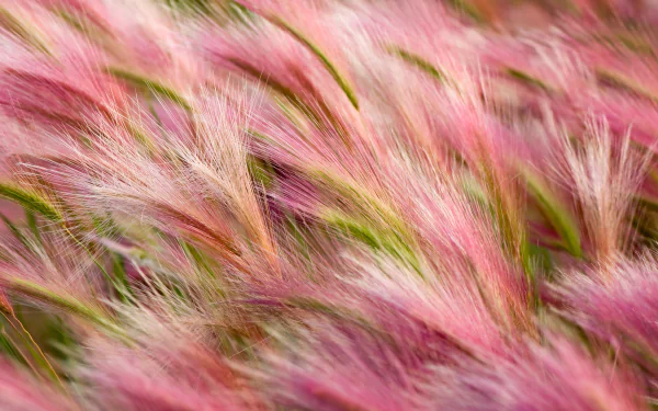 Close-up of soft pink and green feathery plant blades in vibrant 4K Ultra HD detail, captured as a nature-themed PC desktop wallpaper and background.