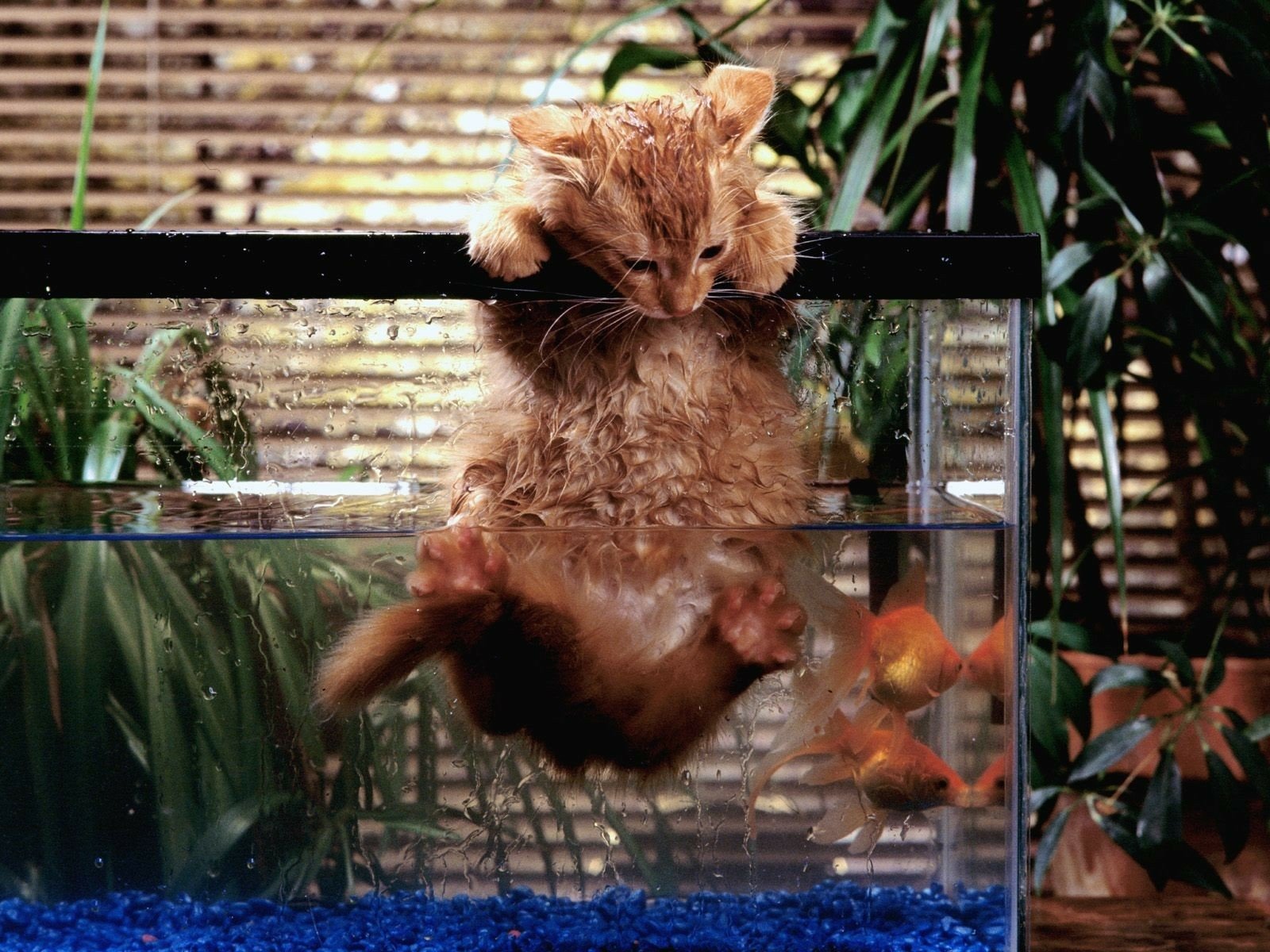 Download Cat Animal Cute Cute Cat Wallpaper