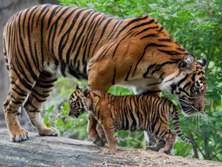 HD desktop wallpaper featuring a close-up of a tiger and its cub walking together in a lush green natural setting.