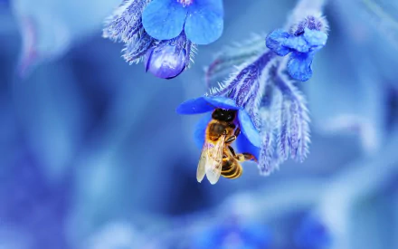 A close-up of a bee gathering nectar from vibrant blue flowers, showcasing the delicate details of nature in a stunning HD desktop wallpaper.