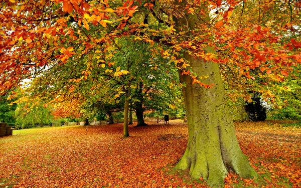 A vibrant fall scene showcasing a large tree surrounded by colorful autumn leaves covering the ground, creating a stunning nature backdrop for HD PC wallpapers.