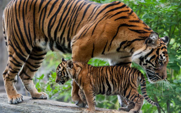 HD desktop wallpaper featuring a close-up of a tiger and its cub walking together in a lush green natural setting.