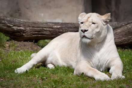 HD desktop wallpaper featuring a majestic white lion lounging on the grass with a log in the background.