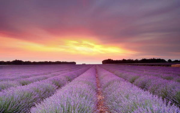 A vibrant 4K Ultra HD desktop wallpaper showcasing a vast lavender field under a colorful sunset sky, blending nature’s beauty with high-resolution detail.