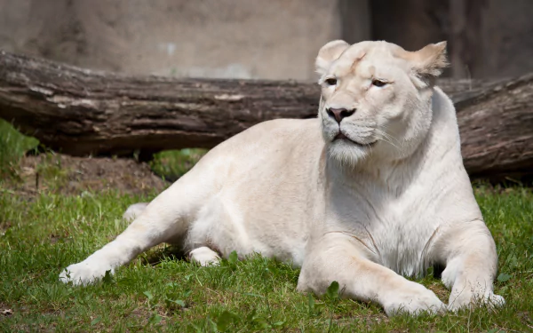 HD desktop wallpaper featuring a majestic white lion lounging on the grass with a log in the background.