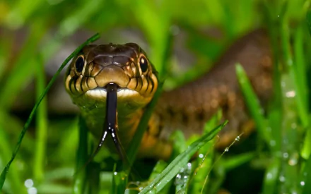 A close-up of a snake with its tongue flicking out, set against a backdrop of lush green grass, creating a striking HD PC desktop wallpaper.