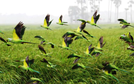 A vibrant scene of rose-ringed parakeets in flight over lush green grass, capturing the beauty of nature. This HD image serves as a striking desktop wallpaper and background.