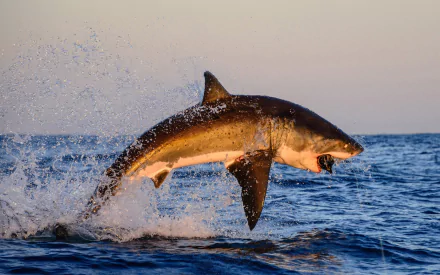A majestic shark breaches the surface of the ocean, creating a dynamic splash. This HD image serves as a vibrant desktop wallpaper and background for nature enthusiasts.