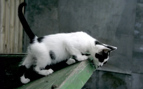 HD PC desktop wallpaper featuring a curious black-and-white cat exploring a green ledge, captured in sharp detail with an industrial background.