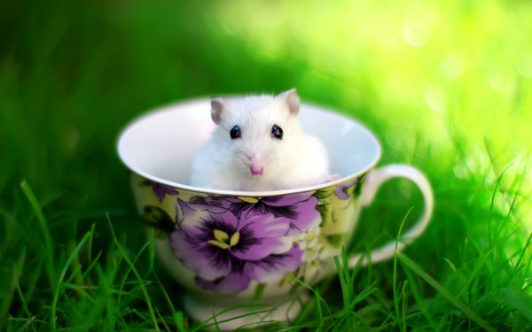 Animal Hamster Cute HD Wallpaper | Background Image