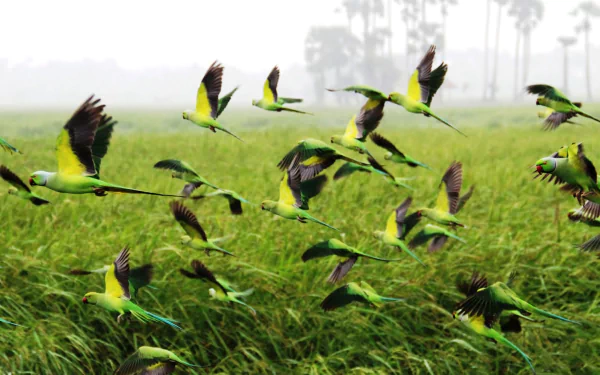 A vibrant scene of rose-ringed parakeets in flight over lush green grass, capturing the beauty of nature. This HD image serves as a striking desktop wallpaper and background.