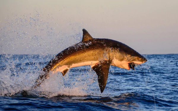 A majestic shark breaches the surface of the ocean, creating a dynamic splash. This HD image serves as a vibrant desktop wallpaper and background for nature enthusiasts.
