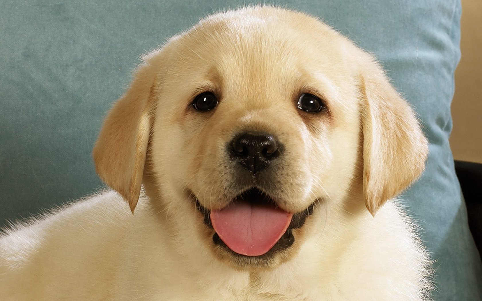 Golden Retriever Pup Wallpaper and Background Image | 1680x1050 | ID