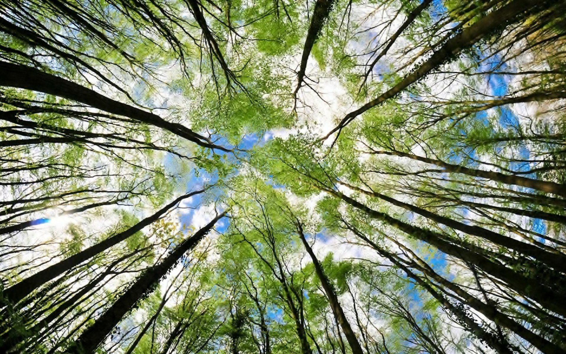 HD PC desktop wallpaper showing a serene upward view of tall trees with green leaves against a bright blue sky with scattered white clouds in a natural setting.