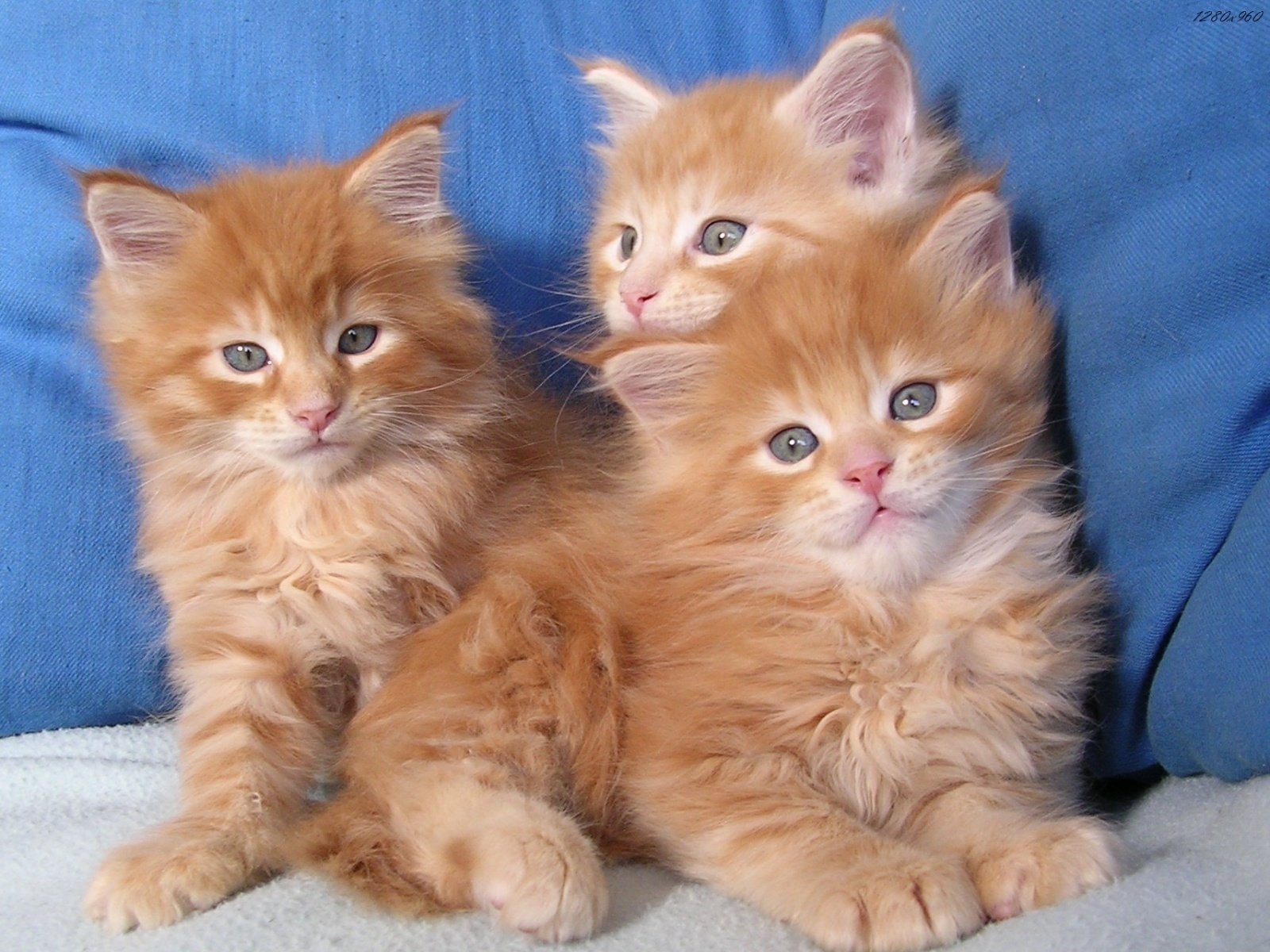 Three fluffy orange kittens with bright eyes sit closely together against a blue background, creating a charming and adorable scene for a HD PC desktop wallpaper.