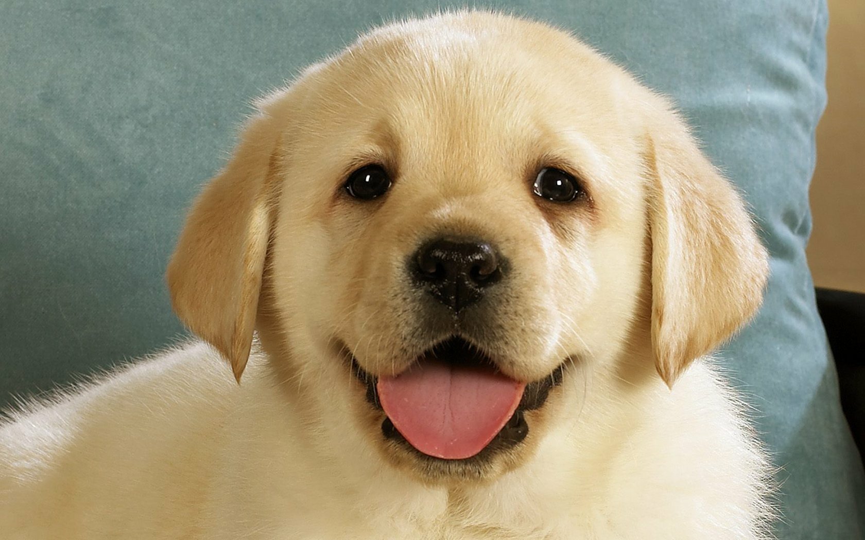 A close-up of an adorable golden Labrador puppy with a playful expression, resting against a soft blue background. This HD image makes a charming desktop wallpaper.