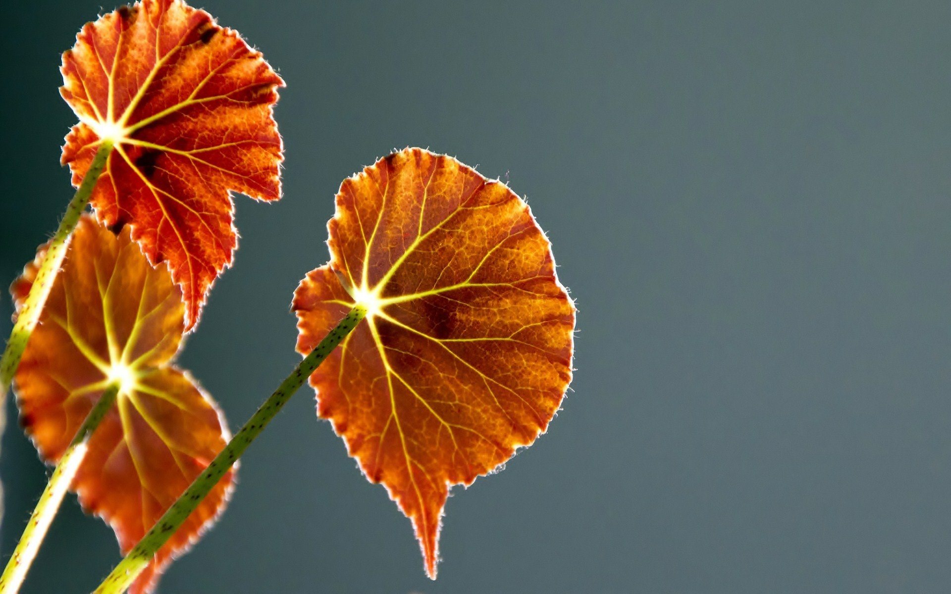 Download Nature Leaf HD Wallpaper